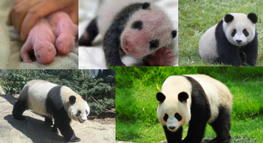 baby panda cycle